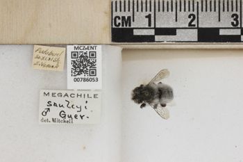 Media type: image;   Entomology 786053 Aspect: Labels
